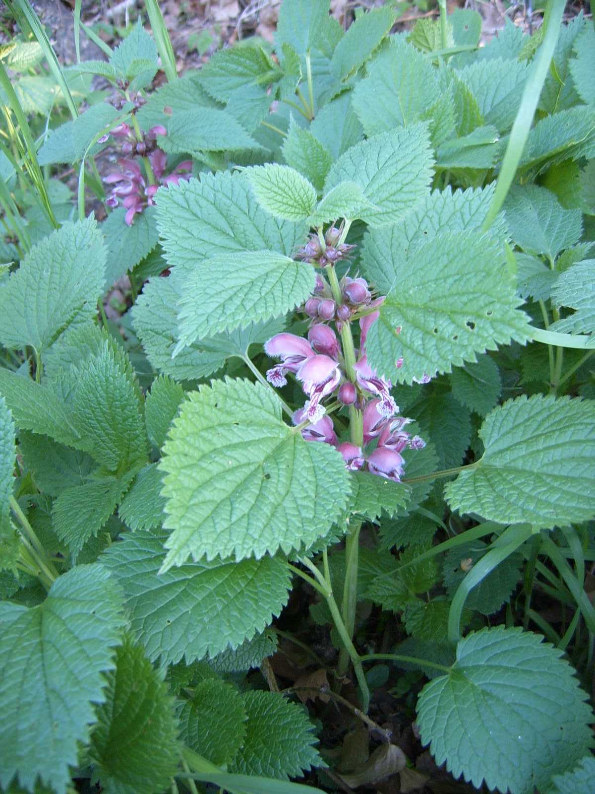 Lamium orvala e L. purpureum
